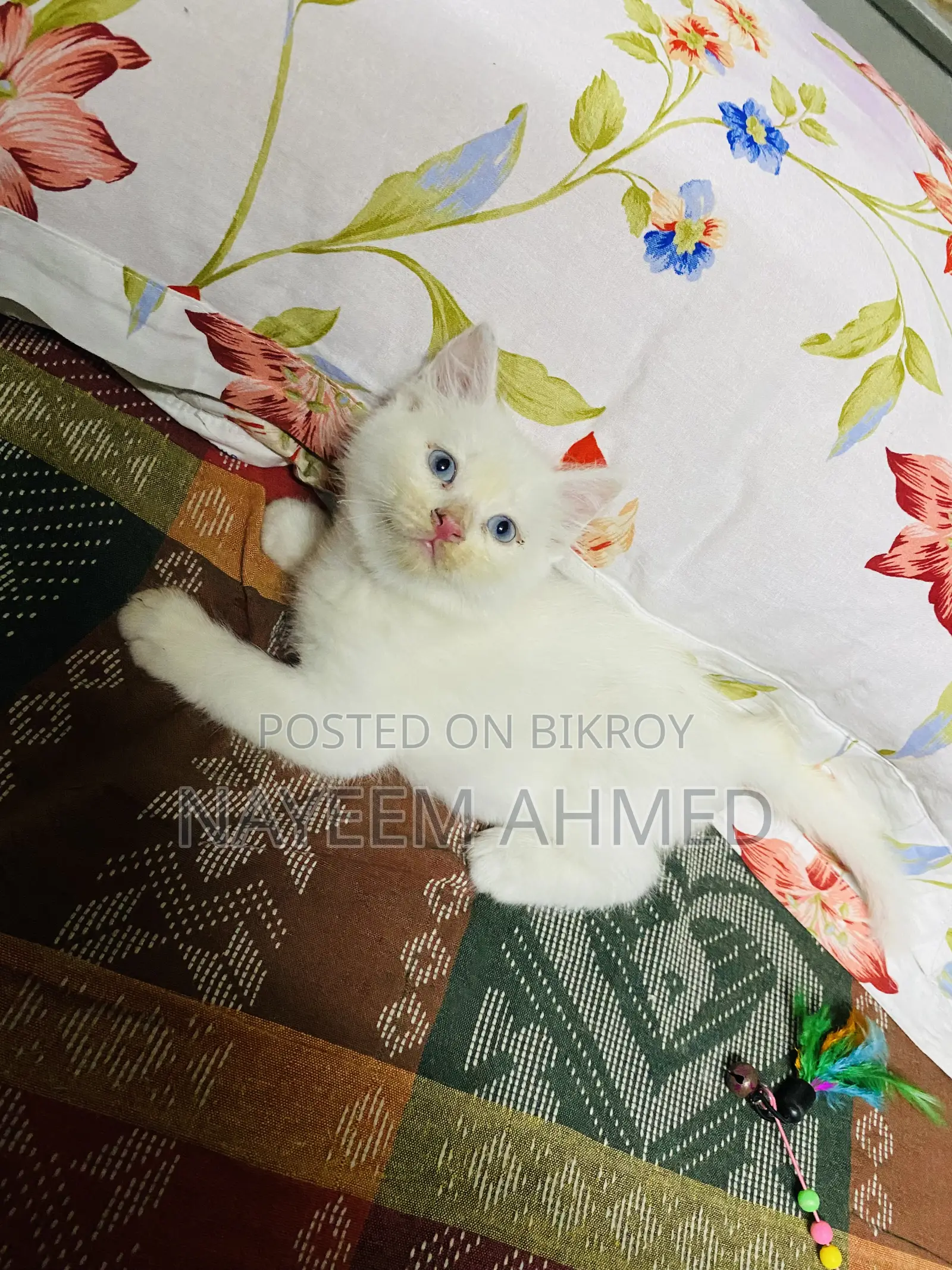 1-3 Months Male Purebred Persian