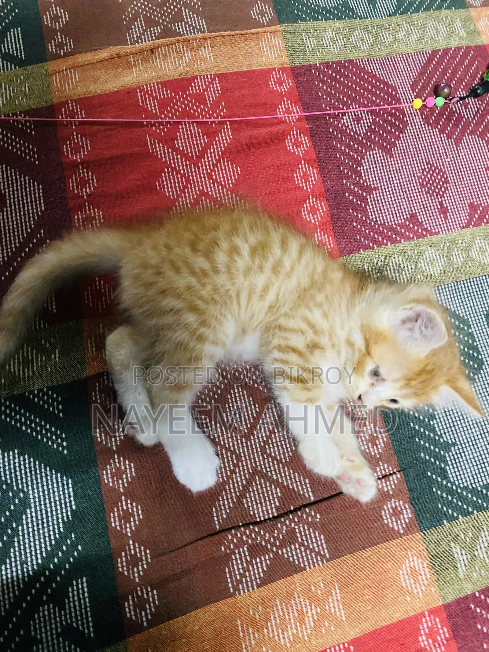 1-3 Months Male Purebred Persian