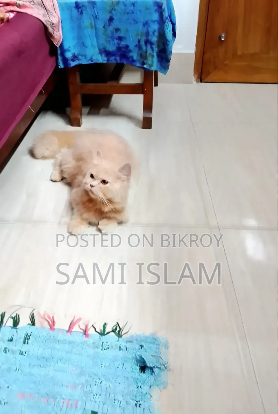 3-6 Months Female Purebred Persian