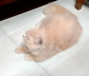 3-6 Months Female Purebred Persian
