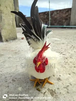 জাপানি বেন্থাম ব্ল্যাকটেল মেইল