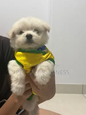 1-3 Months Male Purebred Lhasa Apso