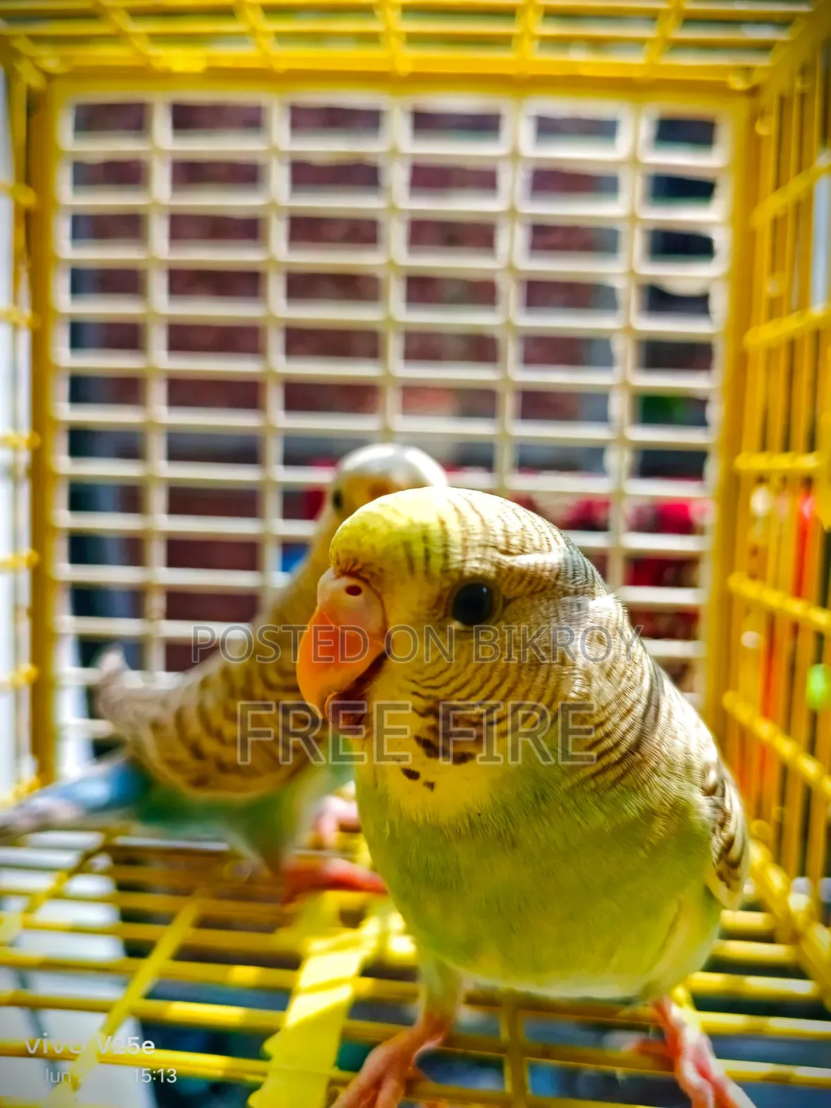 ভালো কোয়ালিটির পাখি