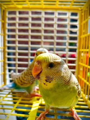 ভালো কোয়ালিটির পাখি