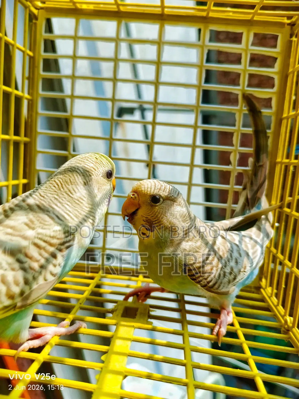 ভালো কোয়ালিটির পাখি