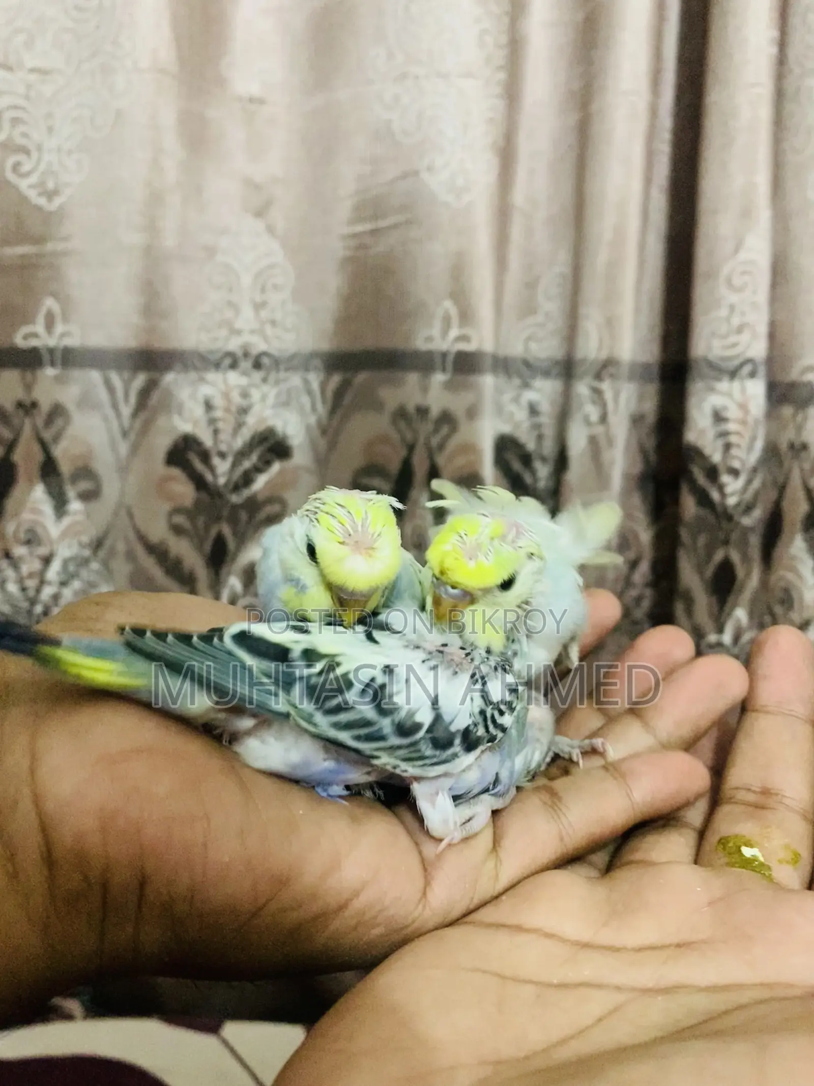 Budgies Tame Baby