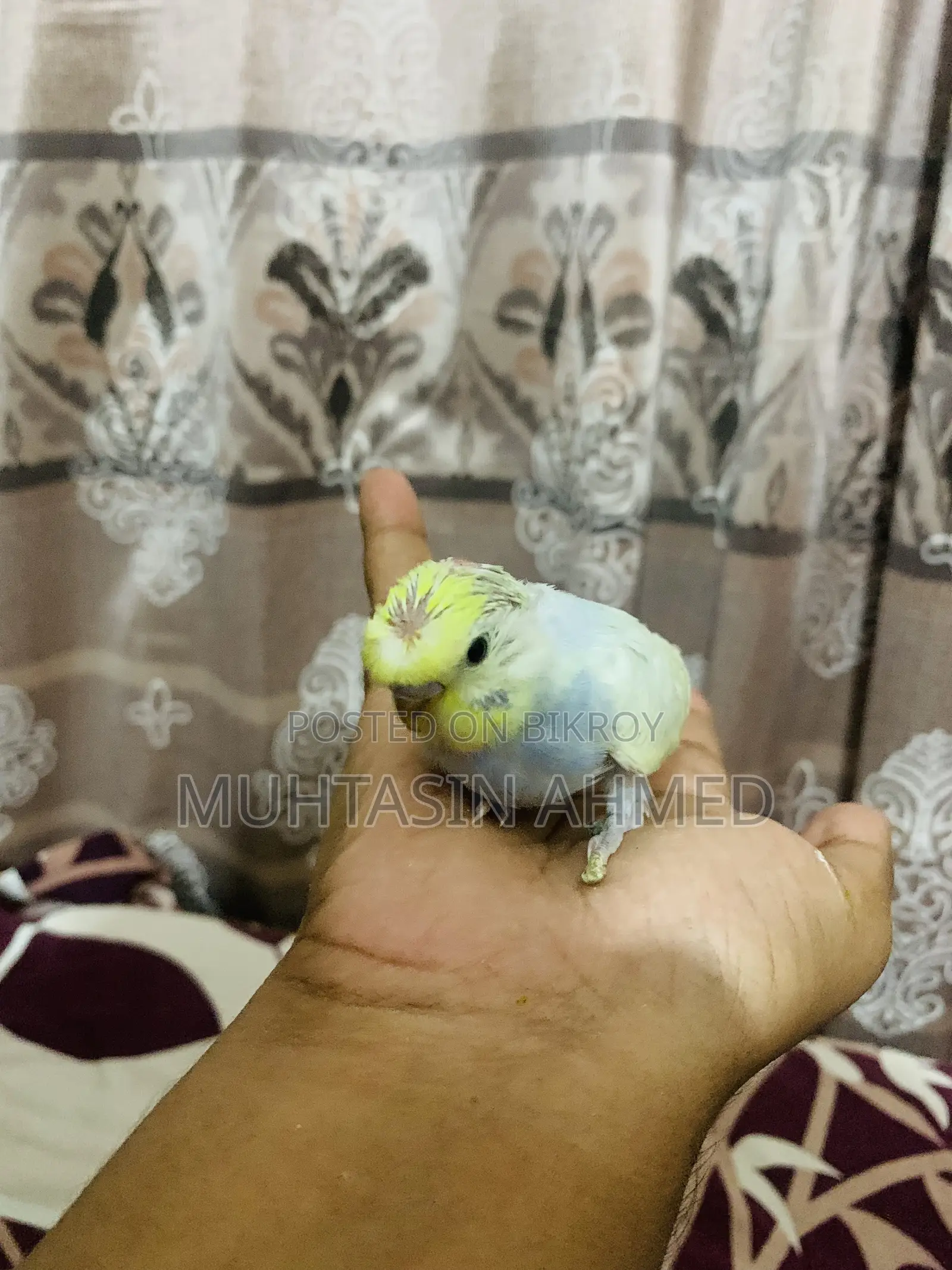 Budgies Tame Baby