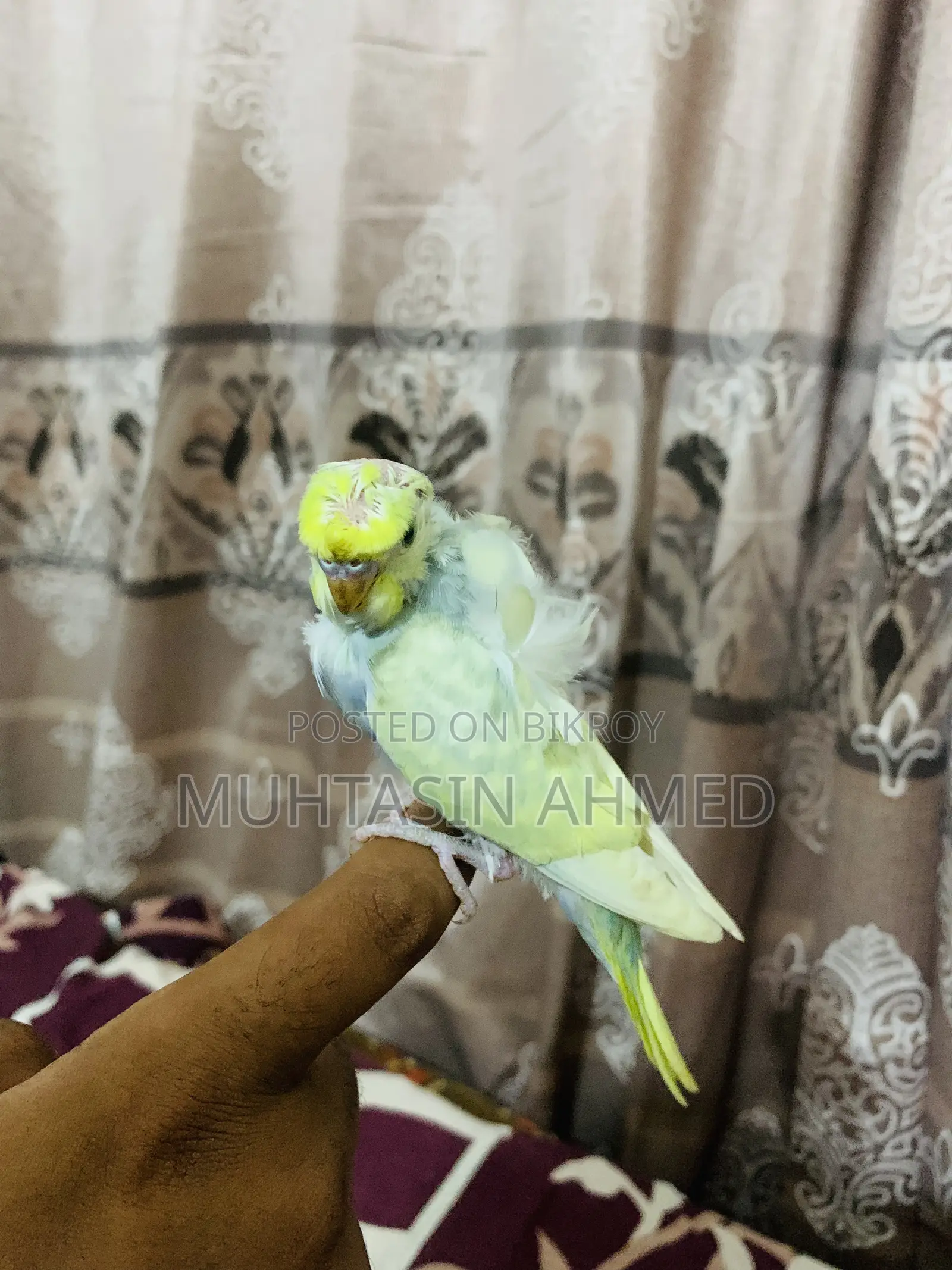 Budgies Tame Baby