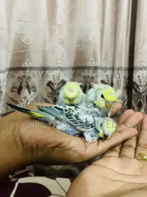 Budgies Tame Baby