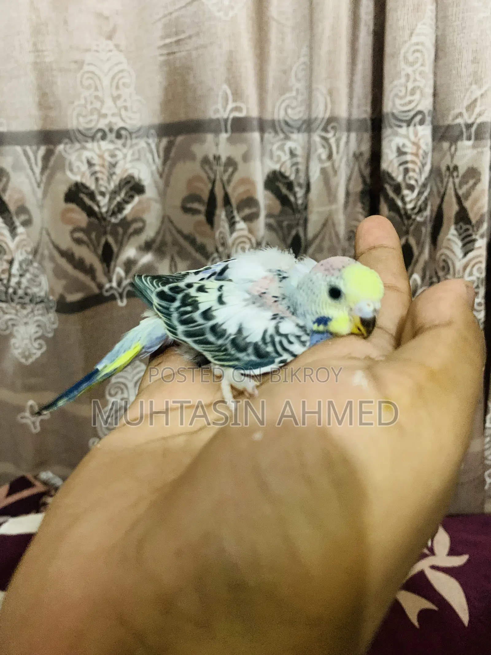 Budgies Tame Baby