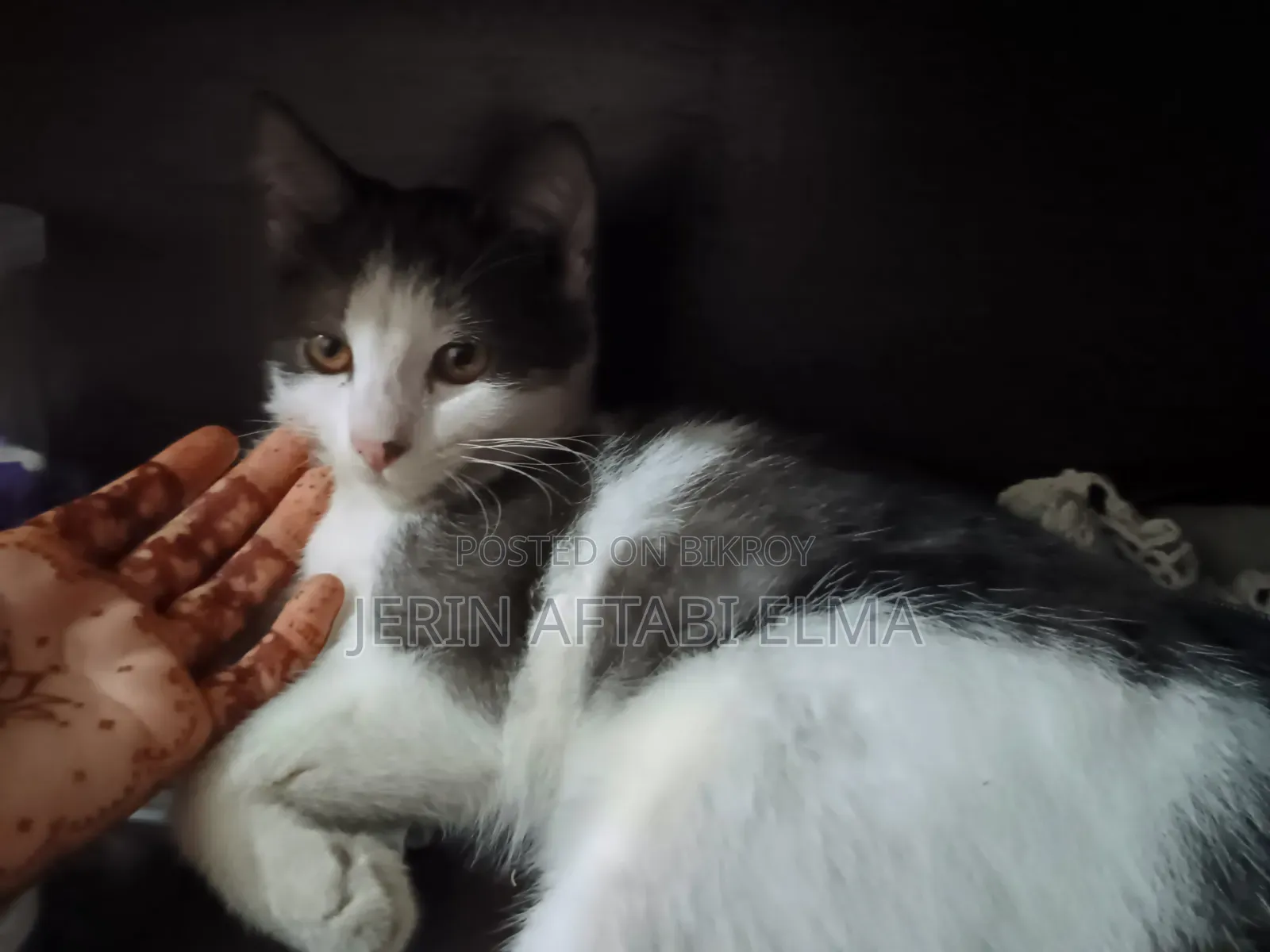3-6 Months Female Mixed Breed Cat