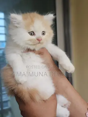 1-3 Months Female Purebred Persian