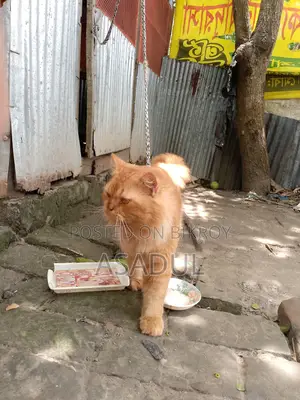 3-6 Months Male Mixed Breed Persian