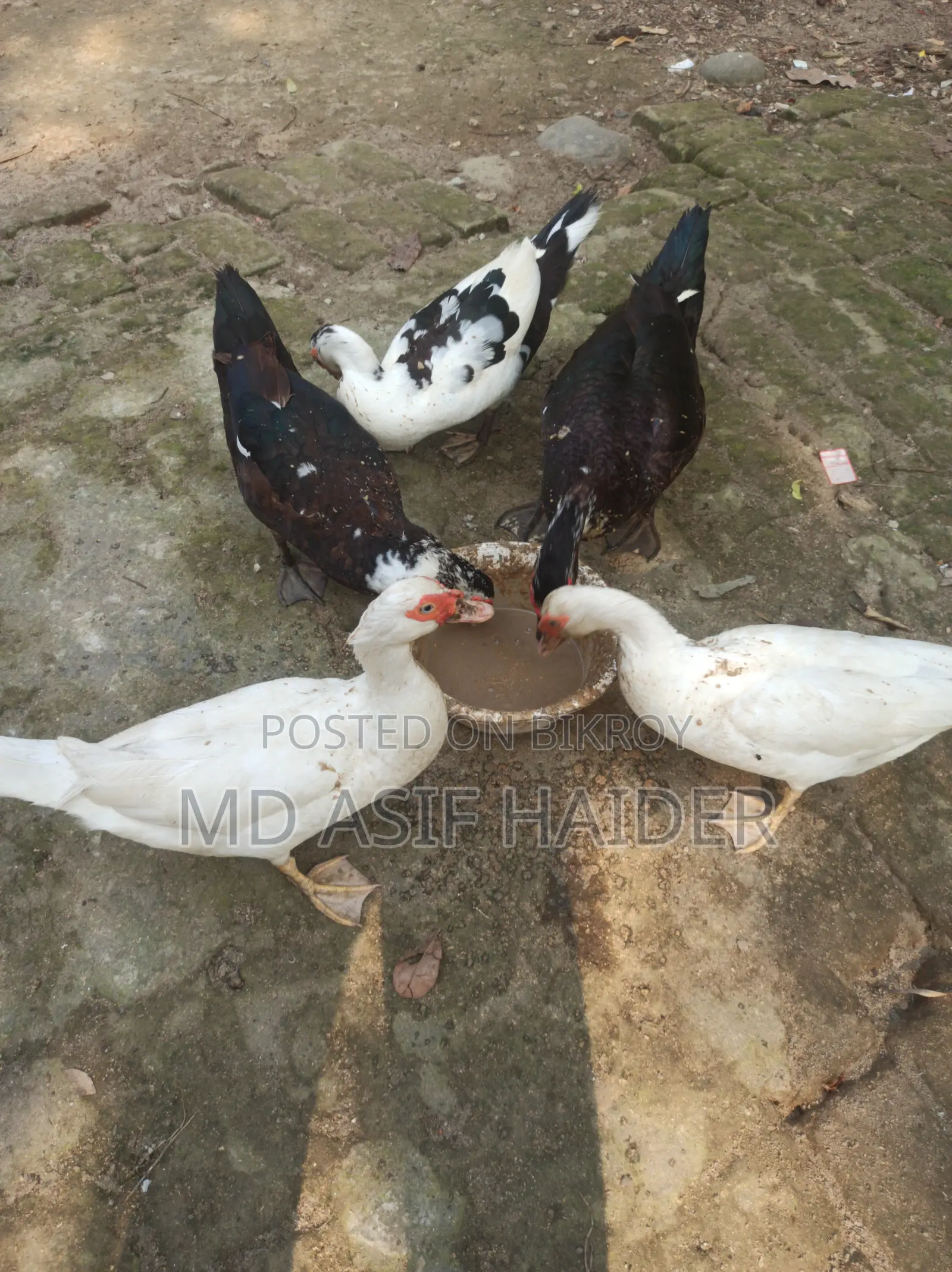 চিনা হাঁস রানিং ডিম পরা