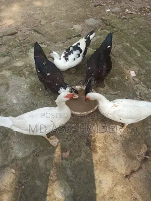 চিনা হাঁস রানিং ডিম পরা