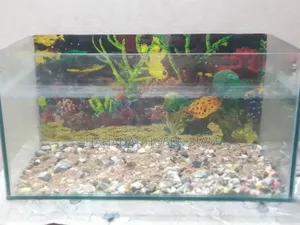 Aquarium Used
