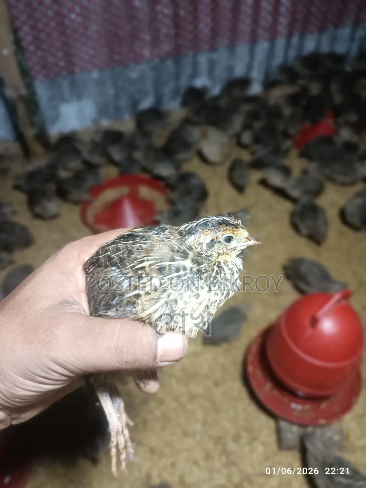 মহিলা ও পুরুষ কোয়েল পাখি পাইকারি ও খুচরা দামে বিক্রি চলছে।