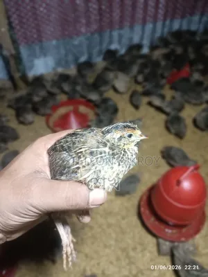 Male and female quail birds for sale at wholesale and retail prices.