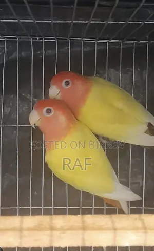 Love Bird Running Pair