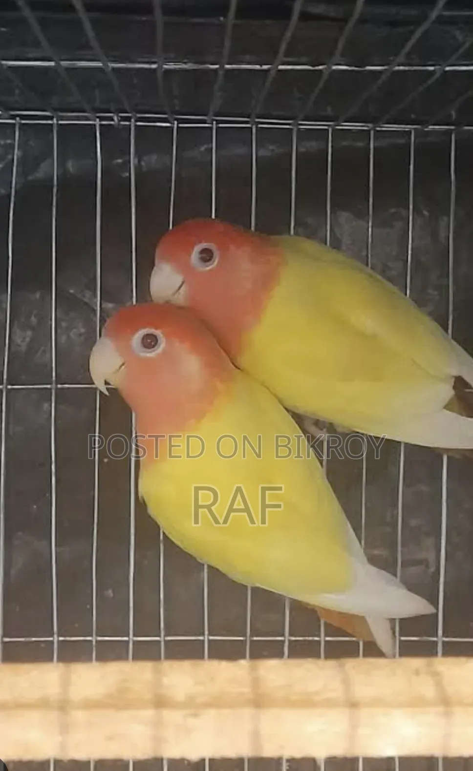 Love Bird Running Pair
