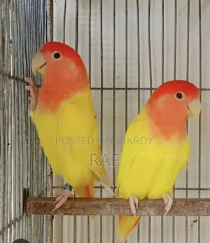 Love Bird Running Pair
