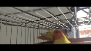 Love Bird Running Pair