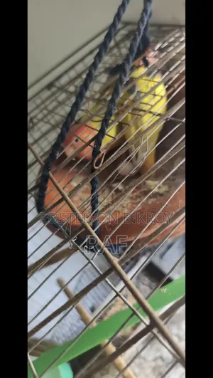 Love Bird Running Pair