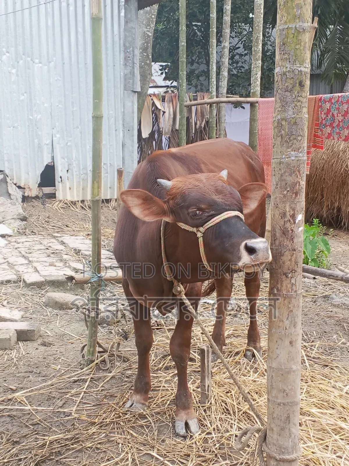 নিজের পালা গরু