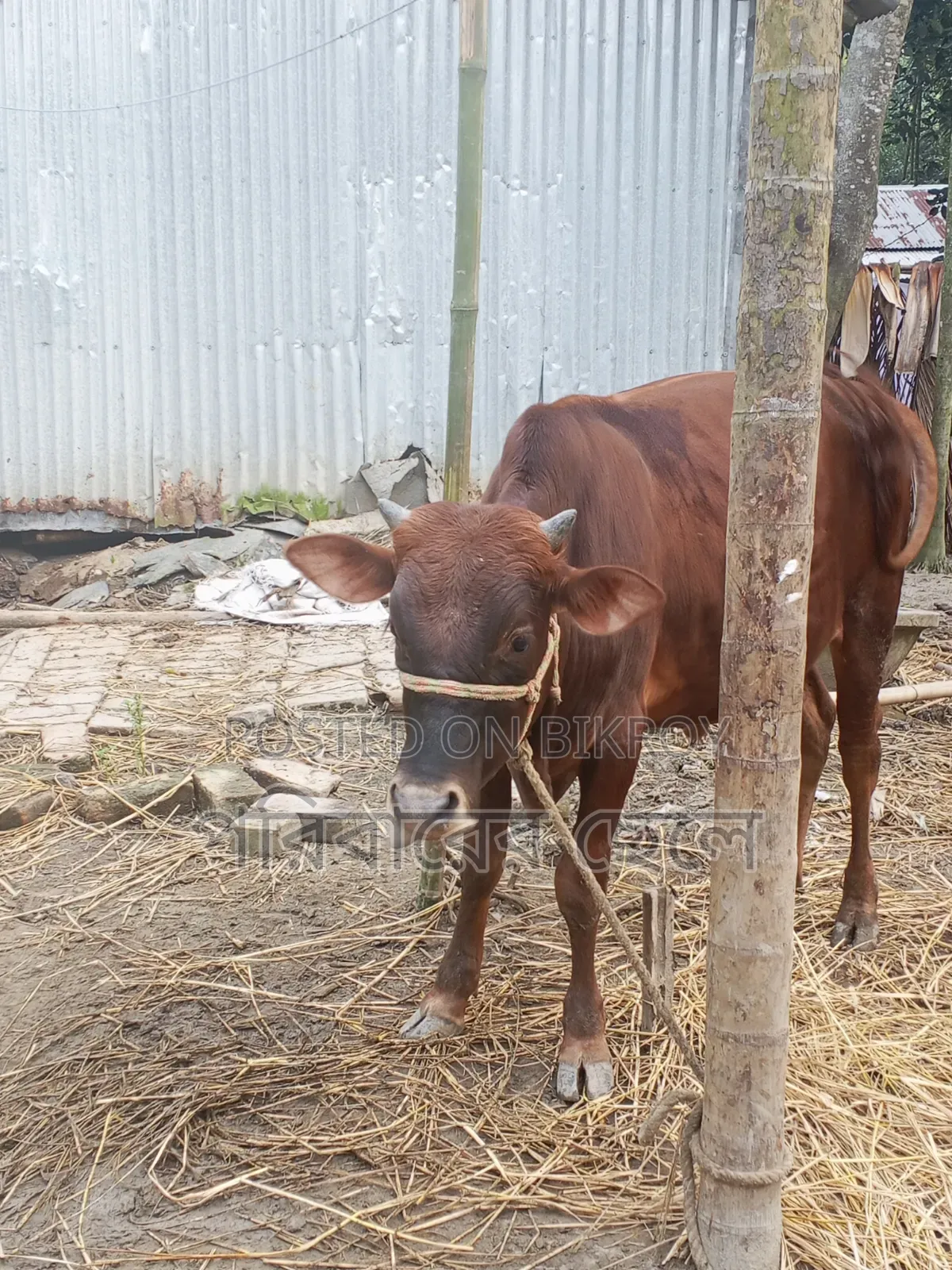 নিজের পালা গরু