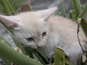 1-3 Months Male Mixed Breed Persian