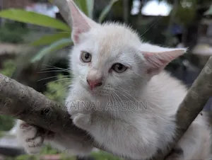 1-3 Months Male Mixed Breed Persian