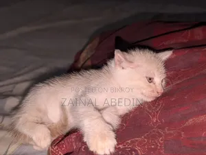 1-3 Months Male Mixed Breed Persian