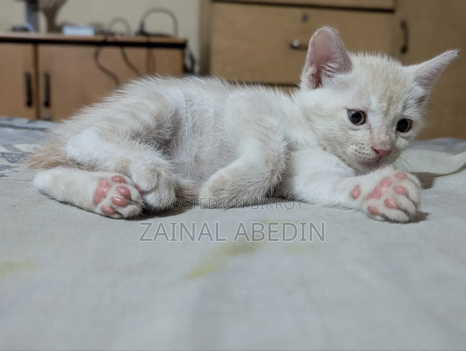 1-3 Months Male Mixed Breed Persian