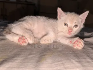 1-3 Months Male Mixed Breed Persian
