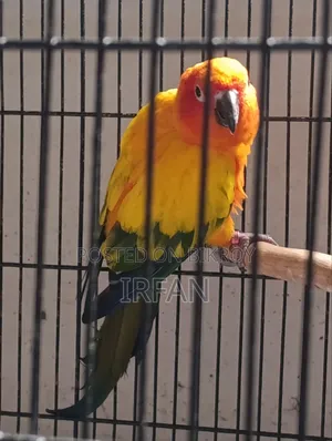 DRF Sun Conure Running Pair