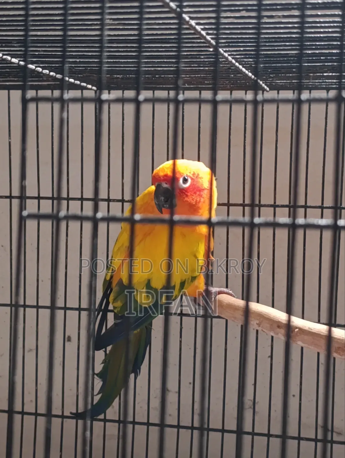 DRF Sun Conure Running Pair