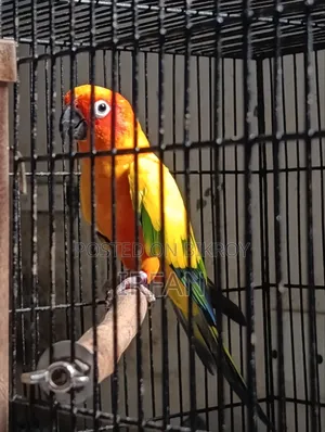 DRF Sun Conure Running Pair