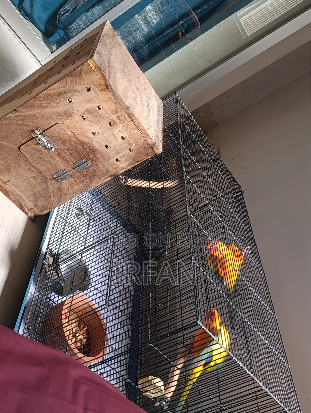 DRF Sun Conure Running Pair