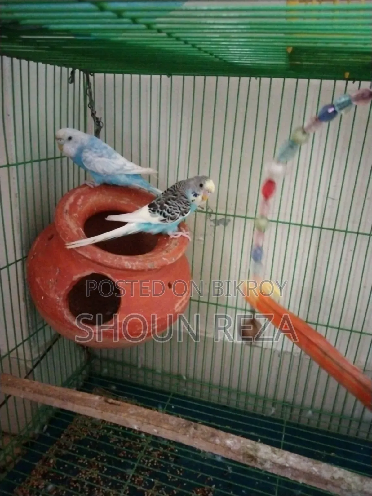 বাজরীগার Budgerigar