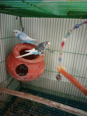 বাজরীগার Budgerigar
