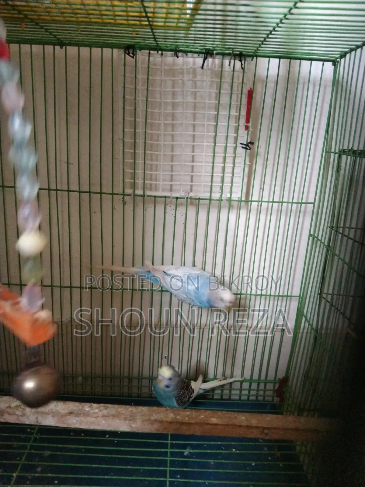 বাজরীগার Budgerigar