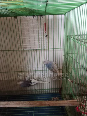 বাজরীগার Budgerigar