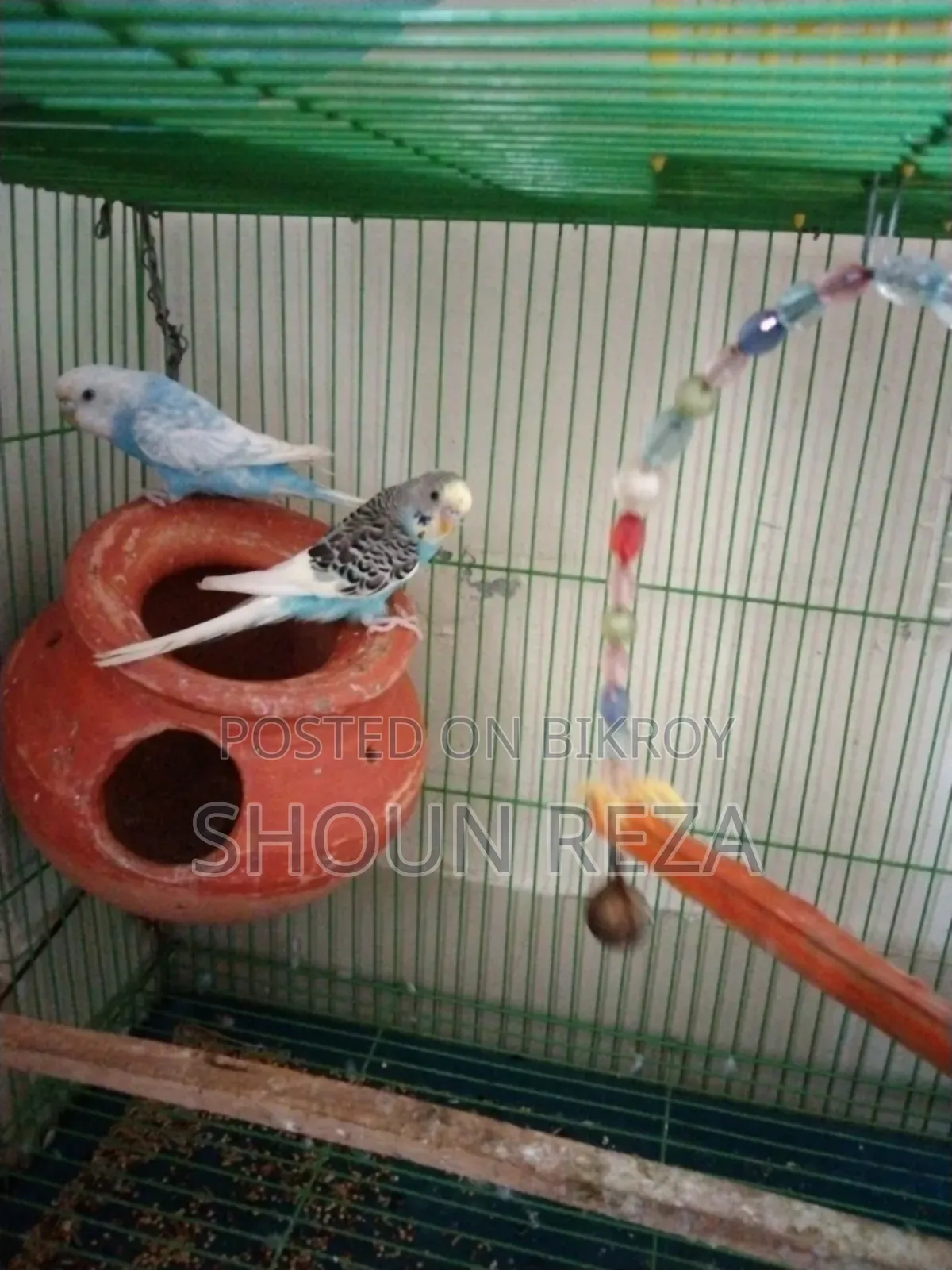 বাজরীগার Budgerigar