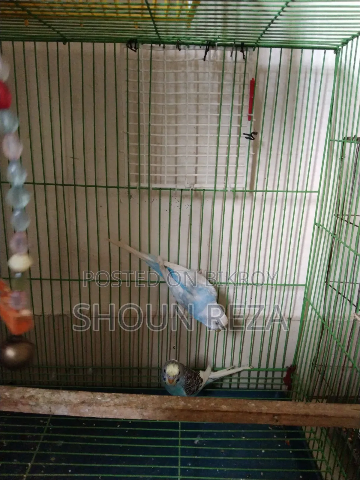 বাজরীগার Budgerigar