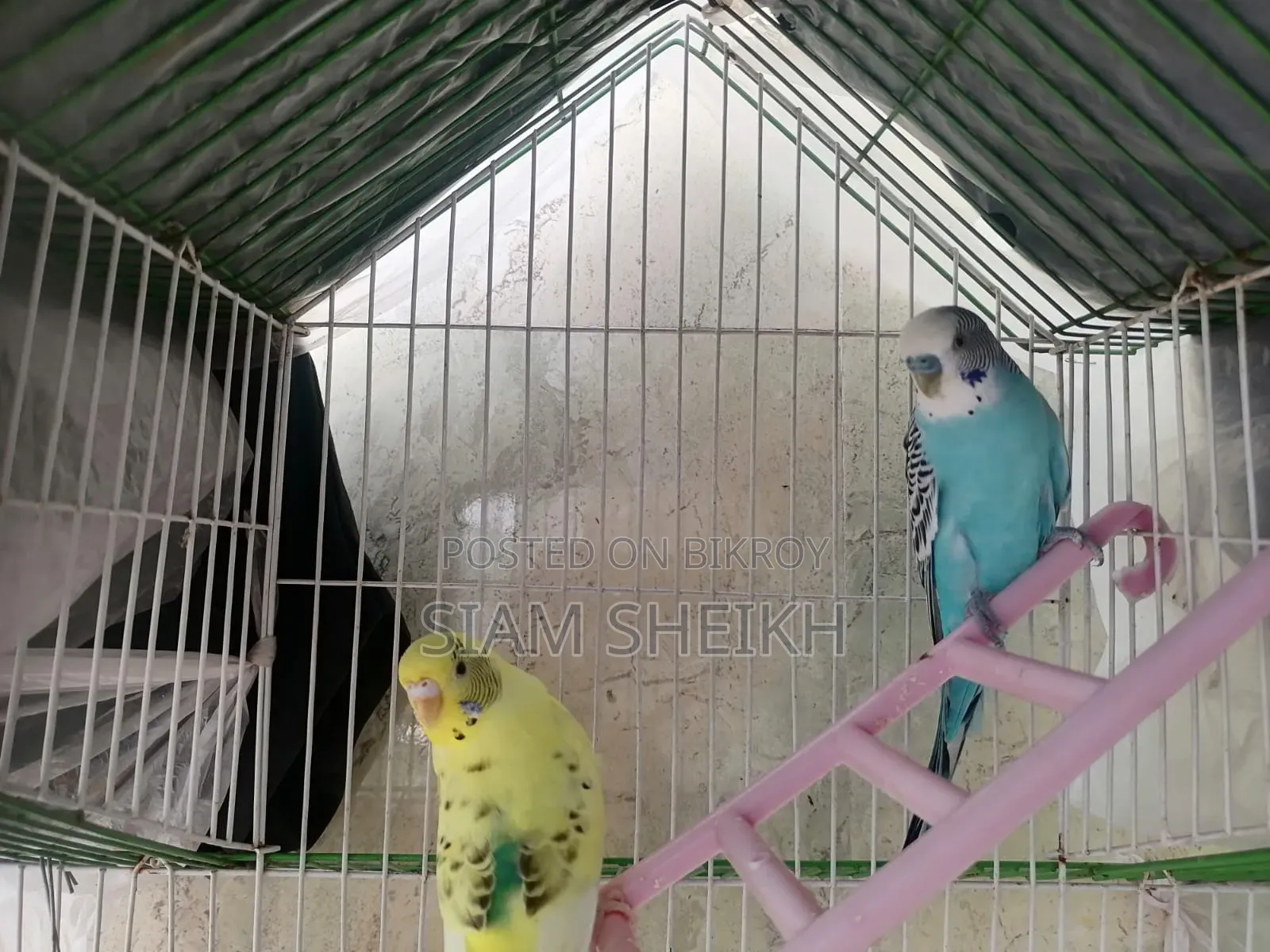 Beautiful Pair of Budgie Birds