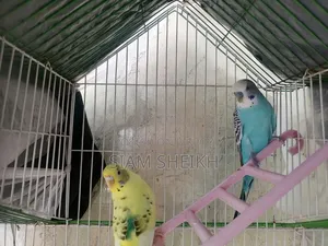 Beautiful Pair of Budgie Birds