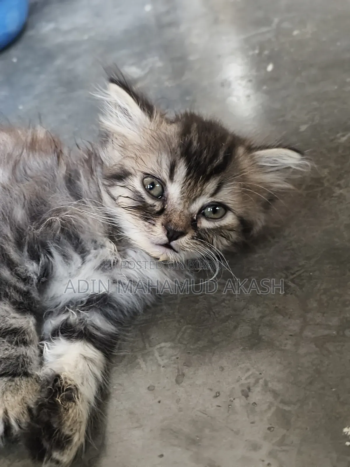 1-3 Months Male Purebred Persian