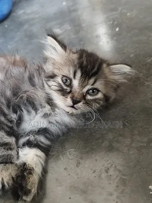 1-3 Months Male Purebred Persian