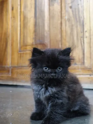 1-3 Months Male Purebred Persian