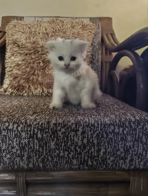 1-3 Months Male Purebred Persian